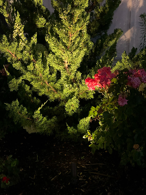 Lighting on Pine Trees & Flowers